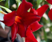 Rouge sombre (poème d'été pour hiver morose)