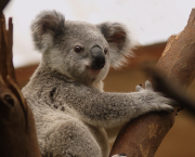 Koalas are unfaithful polygamists