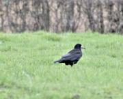 Parole de corbeau
