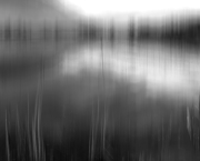 Mini expo photo 12 : Le marais de Lavours