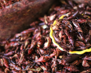Dare the Chapulines: A journey to the heart of Mexican cuisineTrying new things can lead to surprisingly delicious experiences.