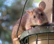 Jeux de mots rats portés