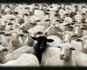 Le mouton noir
