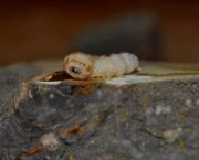 La larve du Capricorne