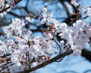 Le rêve et la dame en noir.