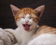"Dans mon dico à moi...", fin de chat pitre !