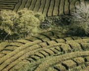 Labyrinthe
