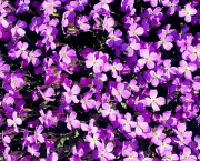 Comme une fleur