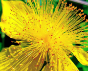 Chapitre 1 : La légende du clan des prédateurs