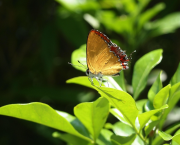Veilleurs de passage