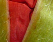 Les écrits du coquelicot