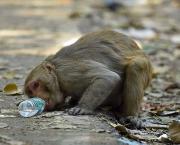 MONKEYS CONSPIRACY SCANDAL (liars, impostors, and States Corruption)