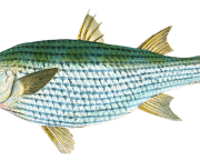 Poisson