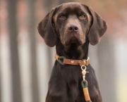 Labrador