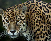Le Jaguar