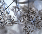 Mini expo photo 9 : L’hortensia l’hiver