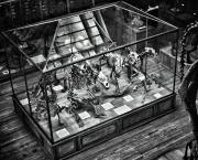 Travail photographique : Dinosaures