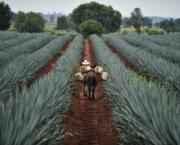 l'AGAVE Bleue