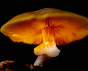 Lueur Enchantée d'un Champignon Orange