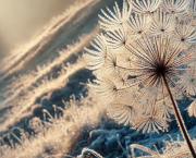 Pappus en décembre