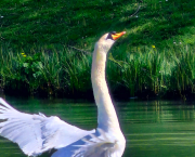 Les grâces du Printemps