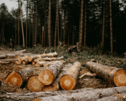 Déforestation