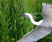 Qq oiseaux (1)