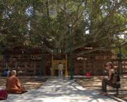Sur les traces du Bouddha