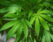La consommation de drogues des 18-24 ans ?