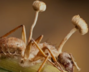 Le Champignon zombificateur