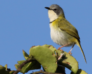 Cunnilinctus