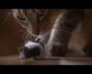 Jouer au chat et à la souris