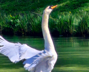 Les grâces du Printemps