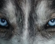 Loup