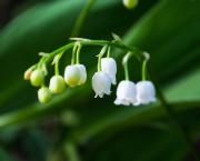 Muguet (01/05/2020)