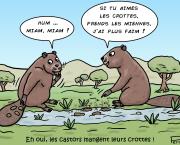 les crottes de castors