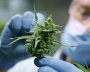 Le cannabis et la journée du cannabis : Le Cannabis Day