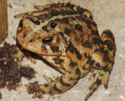 Sur la route un crapaud (chanson)