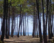 "Cybèle" la forêt girondine