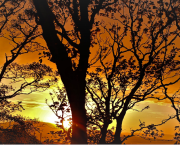 Le chant de l’arbre amazonien