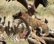 cohabitation avec les loups ?