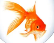 Micropoésie (poisson)
