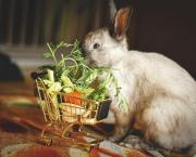 L'alimentation, le défi de la semaine