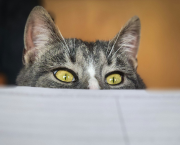 Le P'Tit Atelier - programme 2026