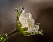 Pour quelques gouttes