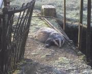 Blaireau du matin et soupe du soir