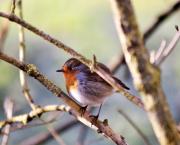 Parole de rouge-gorge