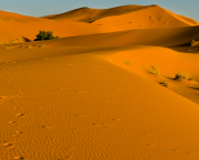 Sahara