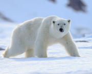 Jour numéro 19 : Arctique