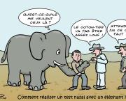 Et si les éléphants attrapent la Covid !